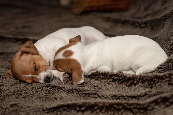 Zwei Jack Russell Welpen Schlafen Auf Braunen Decken — Stockfoto