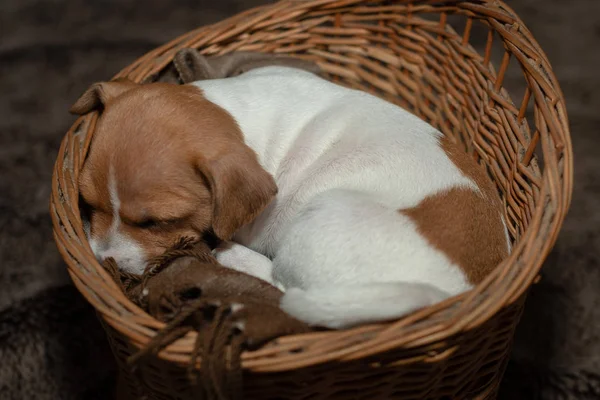 Jack Russell Welpe Schläft Einem Weidenkorb — Stockfoto