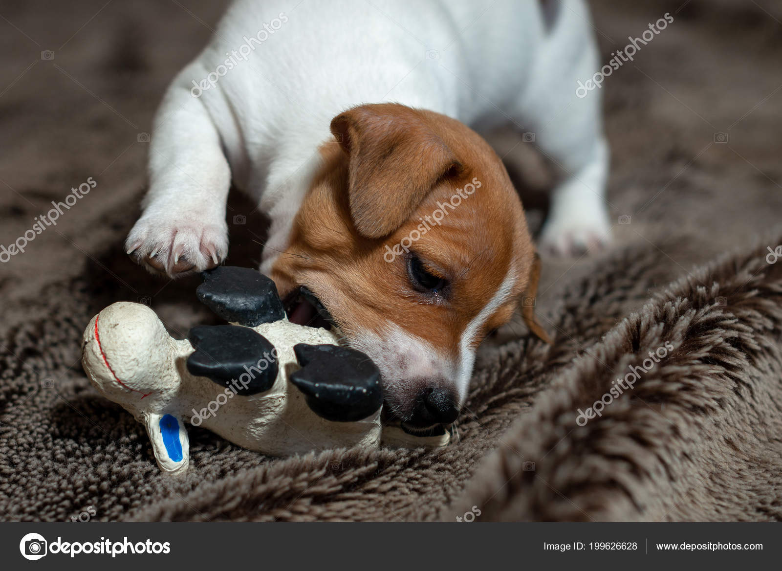 Toy jack top russell puppy
