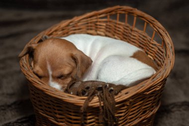 Bir sepet içinde uyuyan Jack Russell köpek yavrusu.