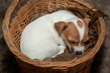 Bir sepet içinde uyuyan Jack Russell köpek yavrusu.
