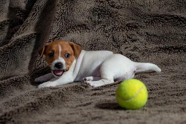 Jack Russell Welpe Spielt Mit Ihrem Spielzeug — Stockfoto