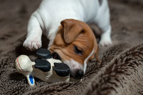 杰克罗素小狗玩她的玩具 — 图库照片