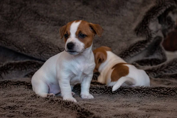 Jack Russell Welpe Sitzt Auf Einer Braunen Decke — Stockfoto