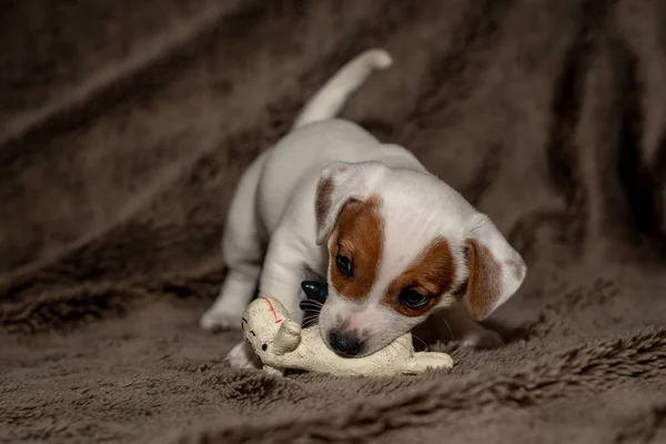 Jack Russell Welpe Spielt Mit Ihrem Spielzeug — Stockfoto