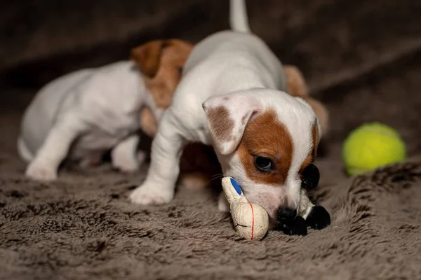 Jack Russell Welpe Spielt Mit Ihrem Spielzeug — Stockfoto