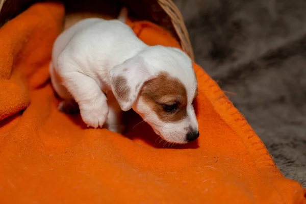 Jack Russell Welpe Spielt Mit Ihrem Spielzeug — Stockfoto