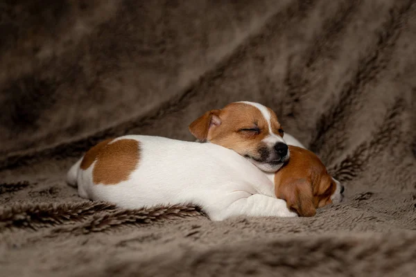 Dois Cachorrinho Jack Russell Dormindo Cobertores Castanhos — Fotografia de Stock
