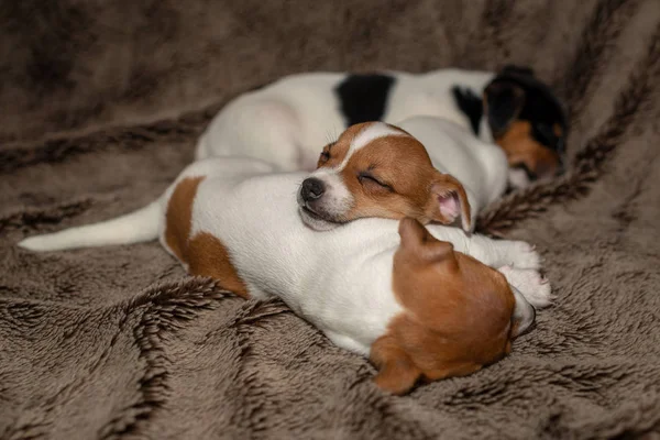 Drei Jack Russell Welpen Schlafen Auf Braunen Decken — Stockfoto