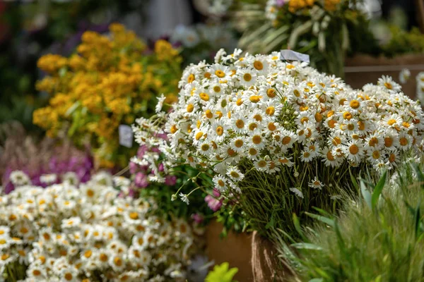 Riga Letonia Ramos Con Diferentes Flores Verano Mercado Vacacional Ligo — Foto de Stock