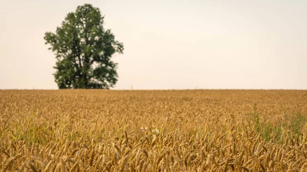 Selective focus photograph. Focus on the foreground. Abstracted background with golden rye fields and lonely trees.