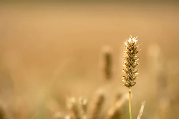 Selektivní Fokus Close Fotografii Abstrakce Pozadí Golden Žitné Pole — Stock fotografie