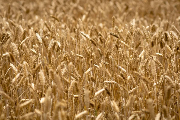 Abstraction background with golden rye field.