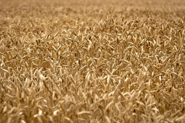 Abstraction background with golden rye field.