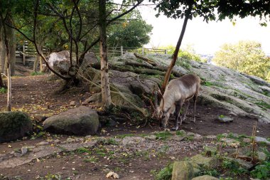 Yetişkin Ren geyiği boynuzları bir kayalık uçurum ile .