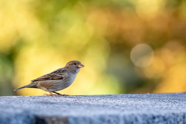 Close Photography Gray Sparrow Autumn Color Background — Stock Photo, Image