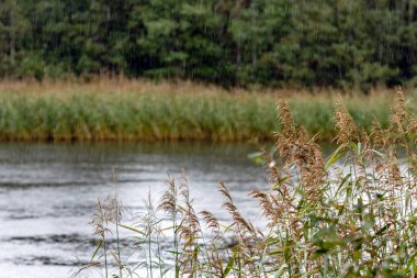 Bükülmüş ve Sonbahar yağmur ormanı kenarında göldür.