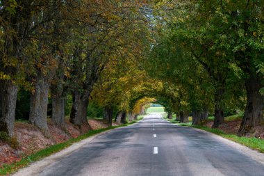 Sonbahar manzara. Yaprak döken sokakları ile yalnız kırsal yol.