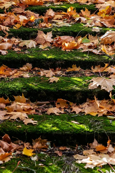Stare Schody Kolorowych Liści Jesienią Selektywny Fokus — Zdjęcie stockowe