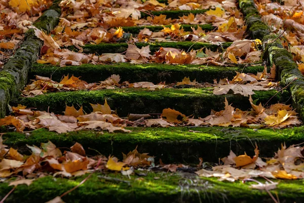 Escaleras Viejas Con Hojas Coloridas Otoño Enfoque Selectivo — Foto de Stock