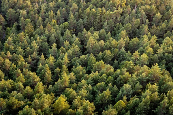 Bela Foto Panorâmica Sobre Topos Floresta Pinheiros Vista Aérea Cima — Fotografia de Stock