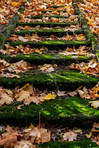 Régi Lépcsőn Színes Őszi Levelek Szelektív Összpontosít — Stock Fotó