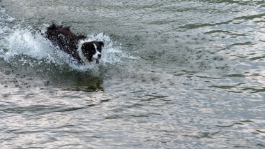 Avustralya çoban köpeği çalış ve gölde yüzen.