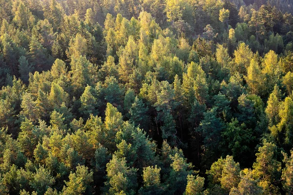 松林の上の美しいパノラマ写真 上から トップ ビュー — ストック写真