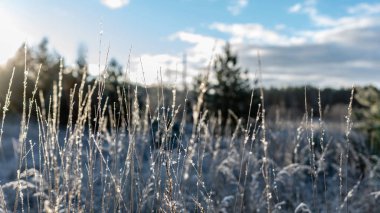 Arkadan aydınlatmalı, kapalı çim bir soğuk ve güzel kış sabahı süsleyin.