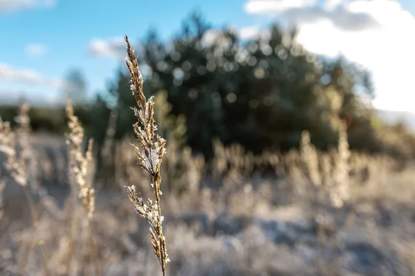 在一个寒冷美丽的冬日早晨 背光的 霜冻覆盖的草 — 图库照片