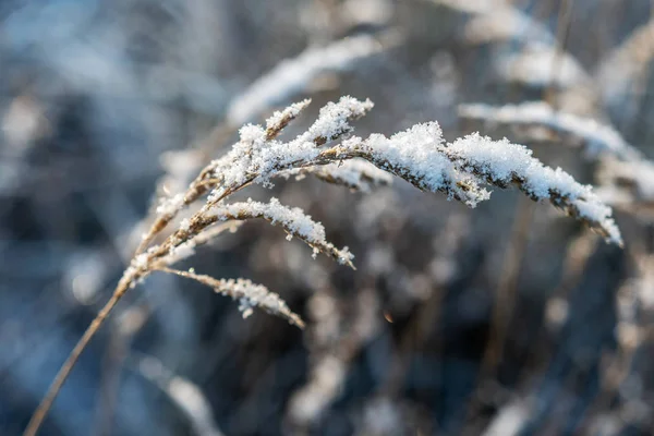 Backlit Vorst Van Overdekte Gras Een Koude Mooie Winterochtend — Stockfoto