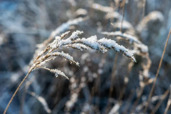 Backlit Frost Covered Grass Cold Beautiful Winter Morning — Stock Photo, Image