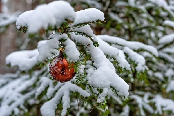 Rode Kerstbal Besneeuwde Fir Branch — Stockfoto