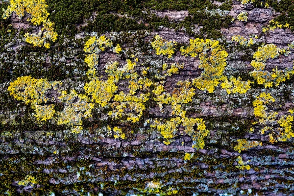 Vista Perto Casca Árvore Marrom Com Musgo Fungo Para Textura — Fotografia de Stock