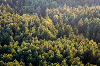 Güzel panoramik fotoğrafı çam ormanı üst kısımları üzerinde. Havadan görünümü. Yukarıdan. Üstten görünüm