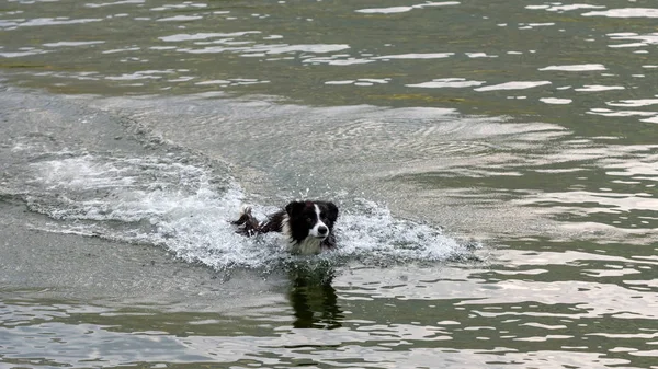 Австралийская Овчарка Играет Плавает Озере — стоковое фото