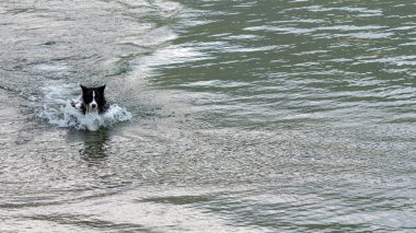 Avustralya çoban köpeği çalış ve gölde yüzen.