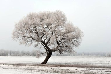 Soğuk kış sabahı bir yol ve yalnız ağaç manzara.