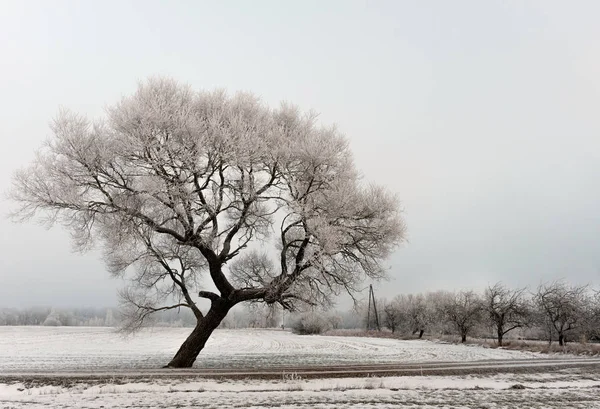 Frío Paisaje Matutino Invierno Con Camino Árbol Solitario —  Fotos de Stock