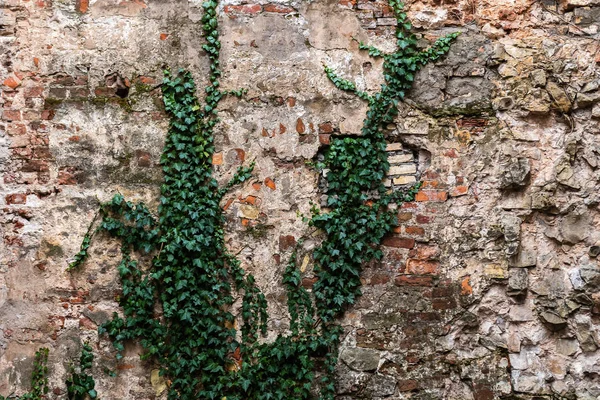 Background with ancient city wall and green ivy.