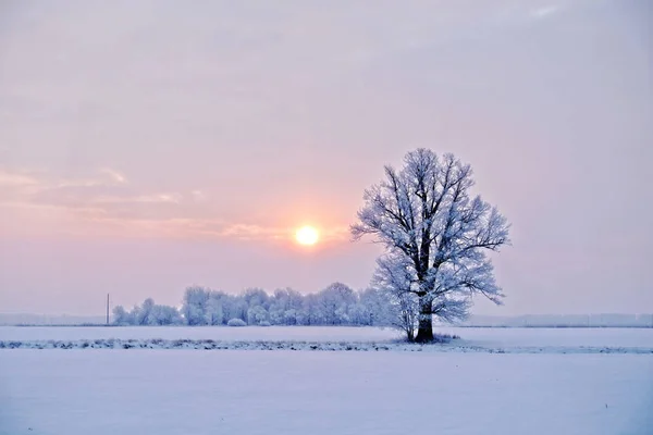 Kış manzarası. Yalnız ağaç sunrise - karlı alan bir görüntü