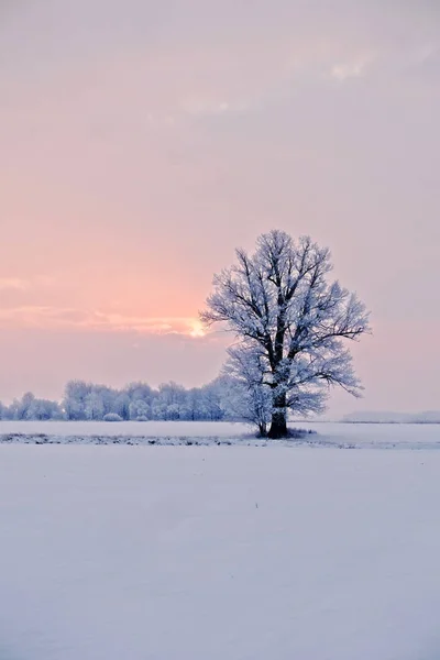 Paisaje Invernal Árbol Solitario Campo Nevado Amanecer Imagen —  Fotos de Stock