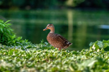 Yeşilbaş ördek - yakın çekim yeşilbaş ördek yeşil su yakınında. Portre sevimli yeşilbaş ördek.