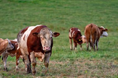 İnek Sürüsü bir dağ köyünde, Carinthia, Avusturya - görüntü