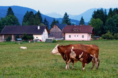 İnek Sürüsü bir dağ köyünde, Carinthia, Avusturya - görüntü