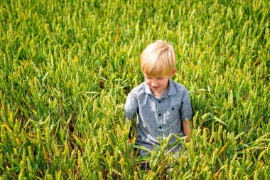 Hububat alanındaki küçük, sarışın bir çocuk.