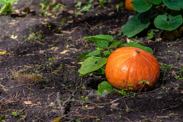 Citrouille poussant dans le potager. Des citrouilles en croissance. Une citrouille. - Image — Photo