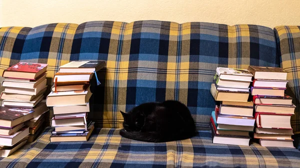 Чорний кіт лежить на картатому дивані між стосами книг . — стокове фото