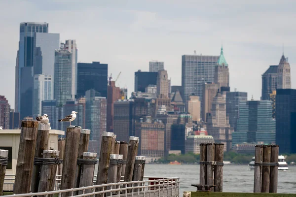 Möwen am alten Fähranleger auf Liberty Island in der Nähe von New York City, USA - Bild — Stockfoto