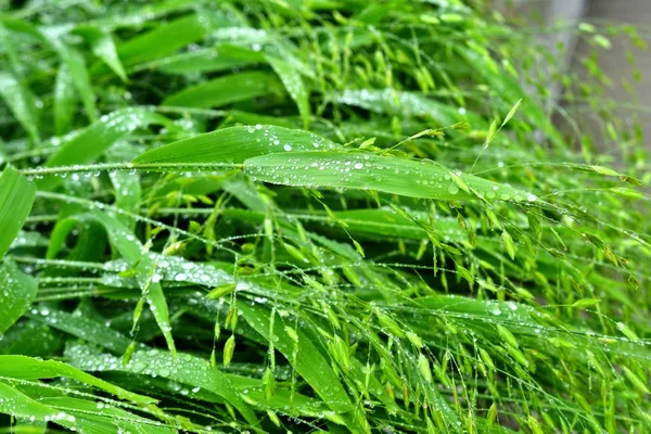 选择性聚焦。图像。雨后水滴新鲜绿叶的特写. — 图库照片